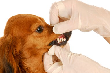 pet dental care